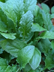 Youngia japonica