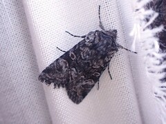 Eriopygini
