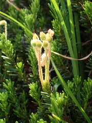 Phyllodoce glanduliflora