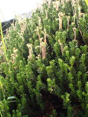 Phyllodoce glanduliflora