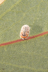 Monophlebidae