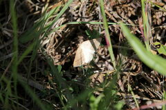 Petrophora chlorosata