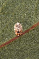 Monophlebidae