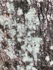 Lecanora thysanophora