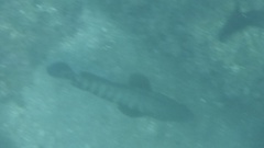 Cephalopholis panamensis