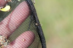 Coccinula quatuordecimpustulata