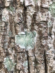 Lecanora thysanophora