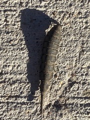Symphyta