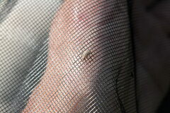 Horistus orientalis