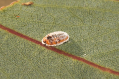 Monophlebidae