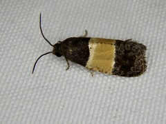 Epinotia bicolor