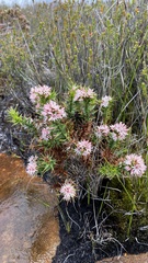 Sprengelia incarnata