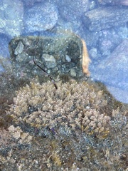 Corallina officinalis