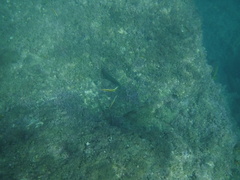 Thalassoma lucasanum