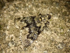 Epilepia dentatum