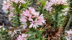 Sprengelia incarnata