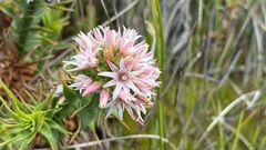 Sprengelia incarnata