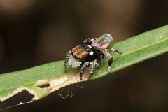 Maratus volans