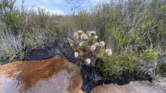 Sprengelia incarnata