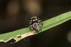 Maratus volans