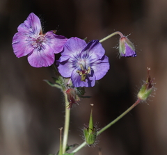 Geranium phaeum