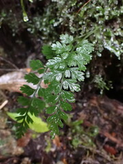 Asplenium cimmeriorum
