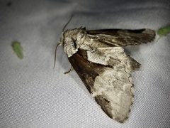 Wilemanus bidentatus