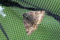 Euclidia glyphica