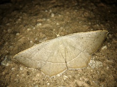 Plesiomorpha flaviceps