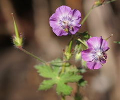 Geranium phaeum