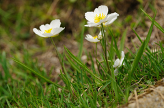 Ranunculus kuepferi