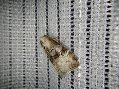 Bryophilina mollicula