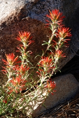 Castilleja montigena
