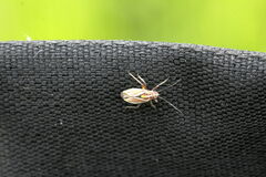 Horistus orientalis