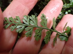 Asplenium cimmeriorum