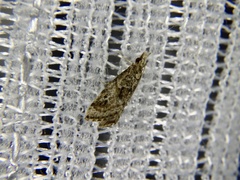 Microchilo inexpectellus