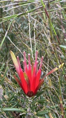 Lambertia formosa