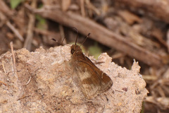 Cymaenes trebius