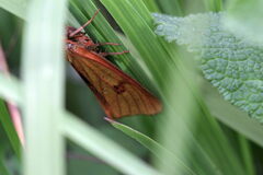 Diacrisia sannio