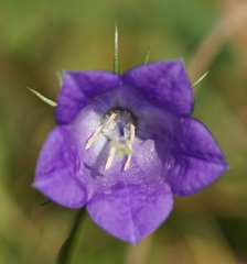 Campanula scheuchzeri