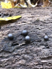 Lycogala flavofuscum