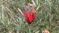 Lambertia formosa