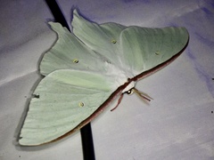 Actias aliena aliena