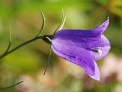 Campanula scheuchzeri