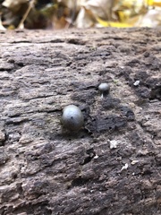 Lycogala flavofuscum