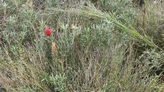 Lambertia formosa