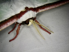 Actias aliena aliena