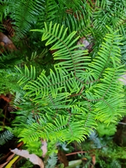 Gleichenia