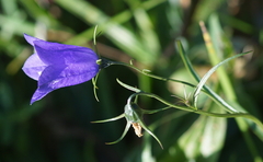 Campanula scheuchzeri