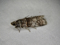 Acrobasis rubrizonella